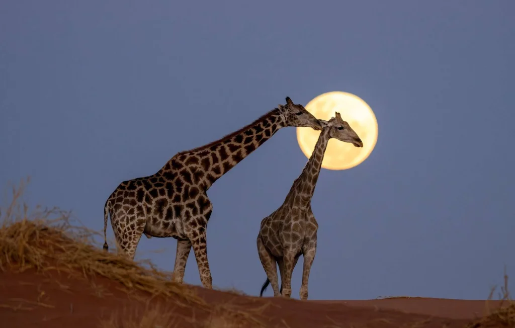 Urgence pour la biodiversité : le WWF appelle à l'action