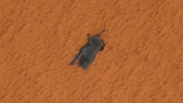 Une chauve-souris accrochée à la navette spatiale Discovery de la NASA.