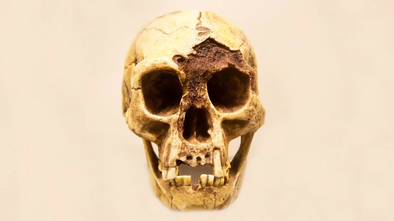 Crâne d'Homo floresiensis