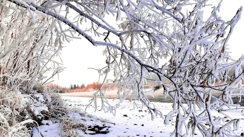 Scène enneigée avec des branches d'arbres couvertes de neige