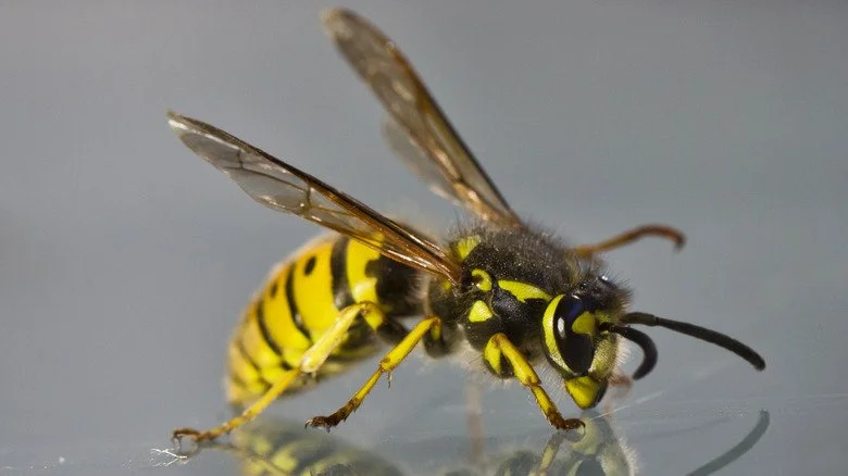 Frelons et guêpes sont liés