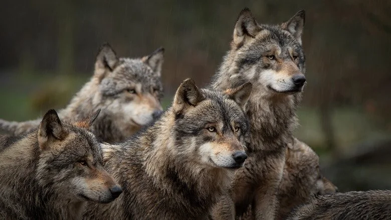 meute de loups gris