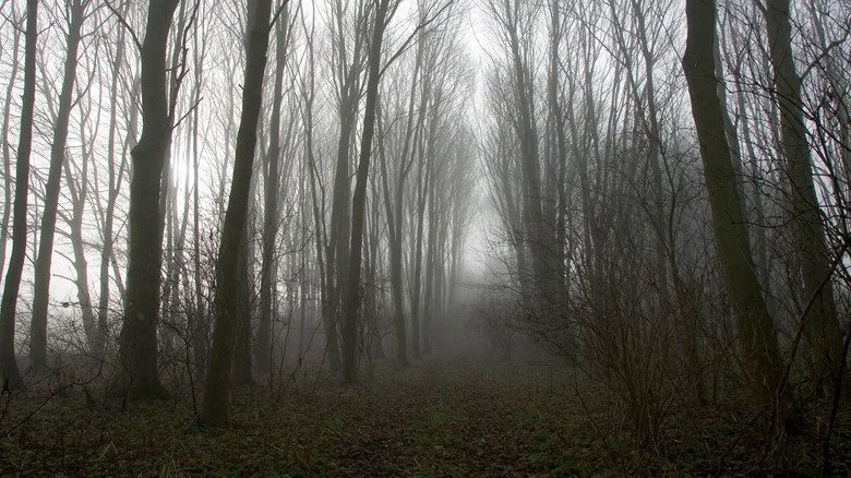 forêts hantées