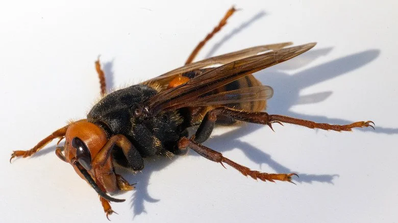 Frelons géants asiatiques