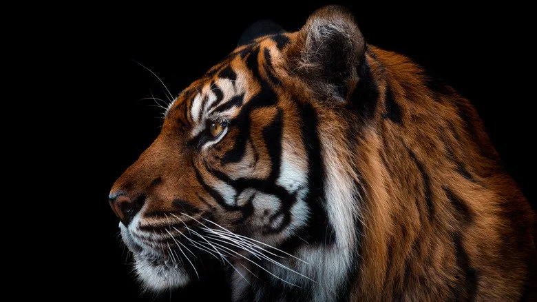 Tigre de Sumatra, espèce en danger