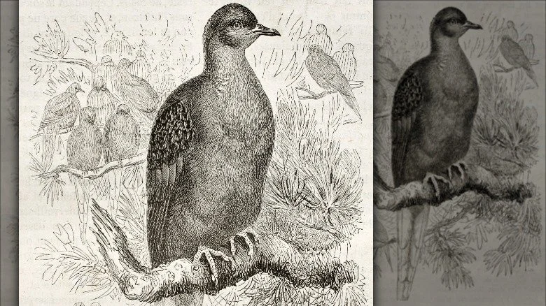 illustration d'un pigeon voyageur