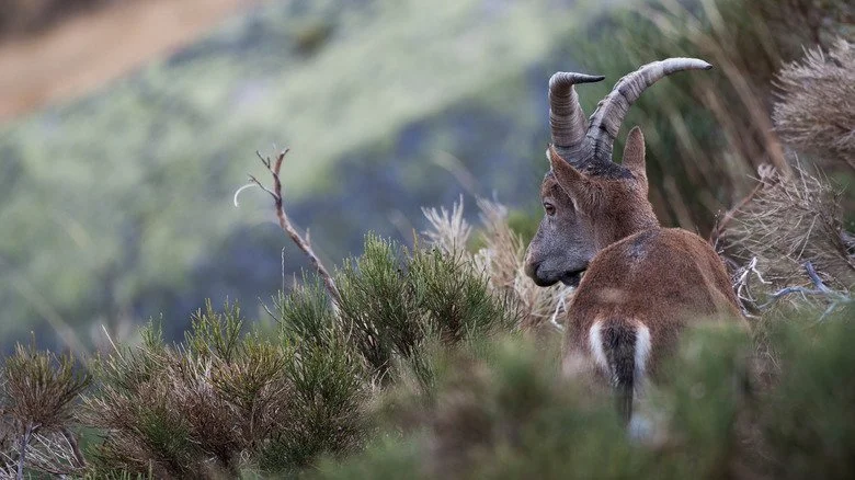 Bouquetin des Pyrénées en Espagne