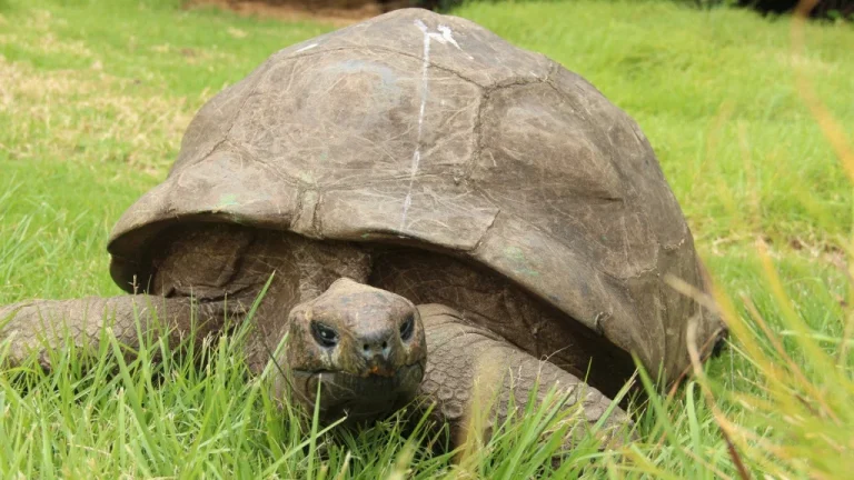 Découvrez Les Animaux Captifs Les Plus Âgés Du Monde
