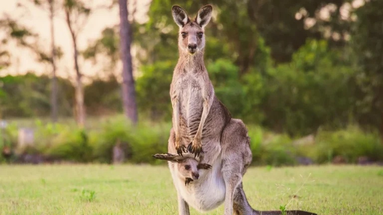 Découvrez la vie fascinante des kangourous et leurs petits
