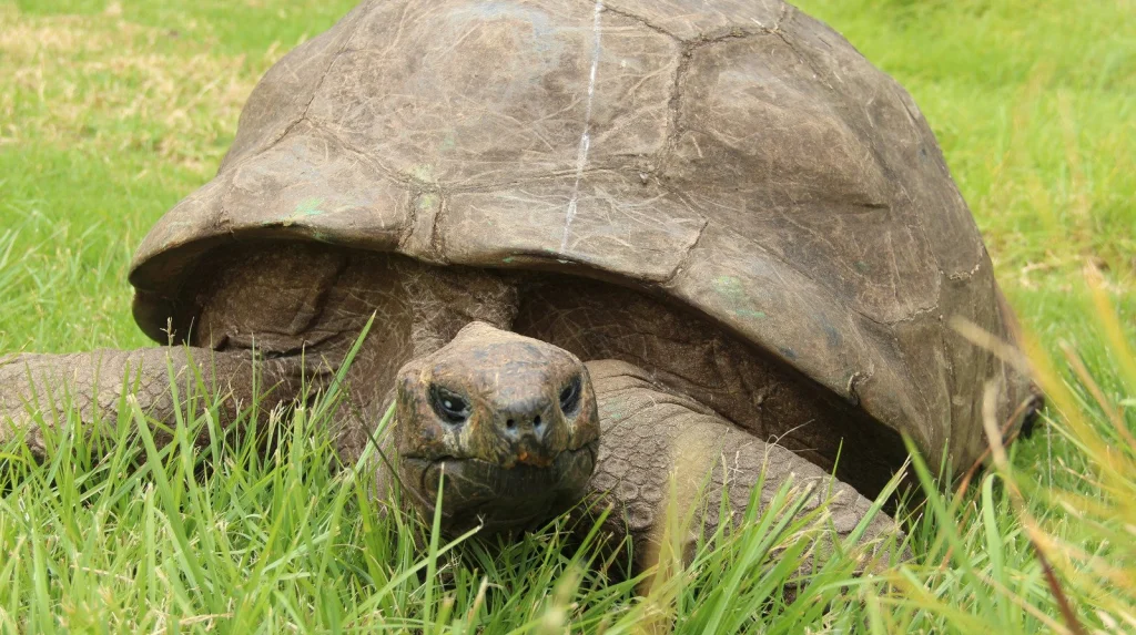 Jonathan, la tortue centenaire qui défie le temps