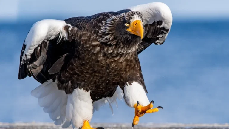 L&rsquo;Étonnante Migration de l&rsquo;Aigle de Steller aux États-Unis