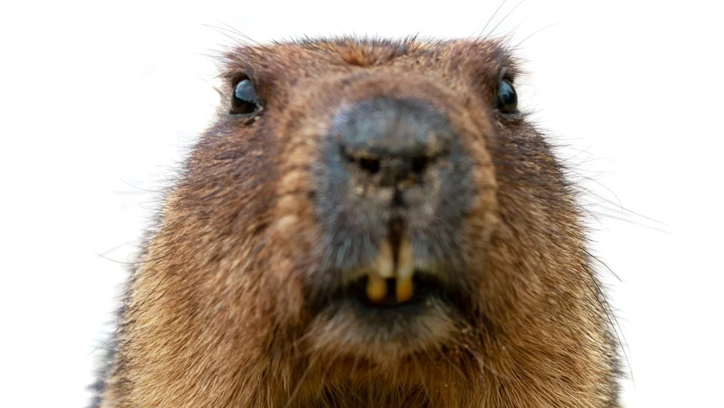 L'origine de la Journée de la Marmotte expliquée