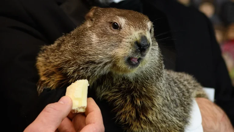 L&rsquo;origine du nom de Punxsutawney Phil dévoilée