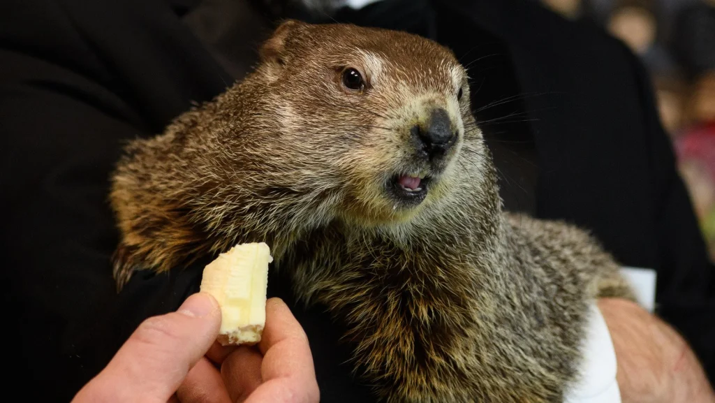 L'origine du nom de Punxsutawney Phil dévoilée