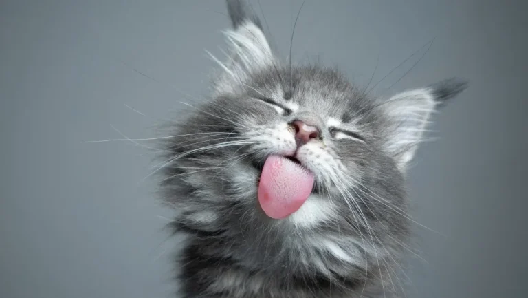 Pourquoi Votre Chat Vous Lèche : Explications et Théories