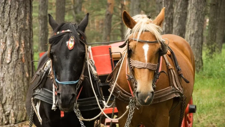 Pourquoi le chevaux-vapeur reste en usage aujourd&rsquo;hui