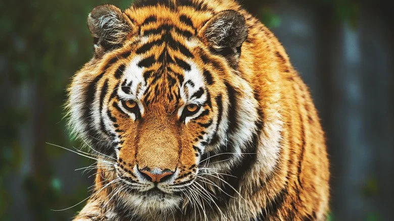 Une tigresse qui marche