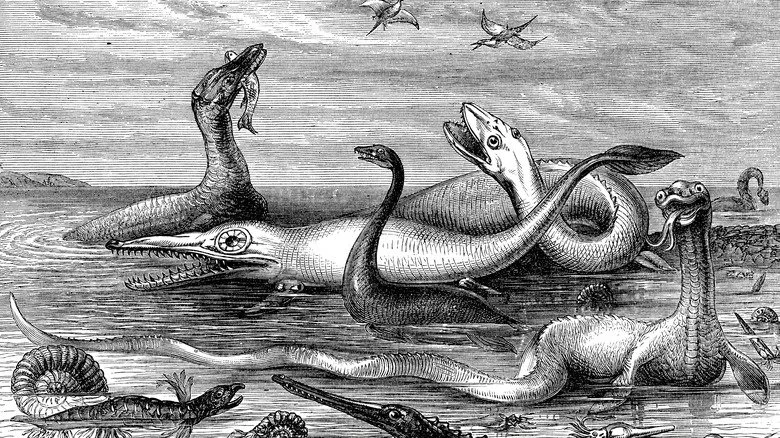 Les reptiles marins se battent pour de la nourriture