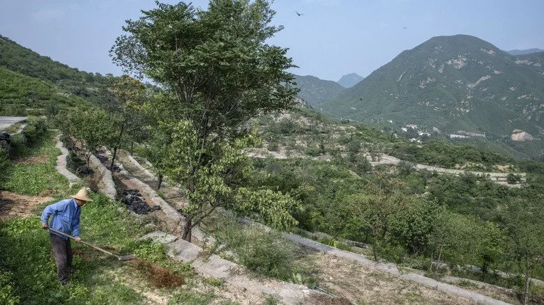 Agriculture à Pékin