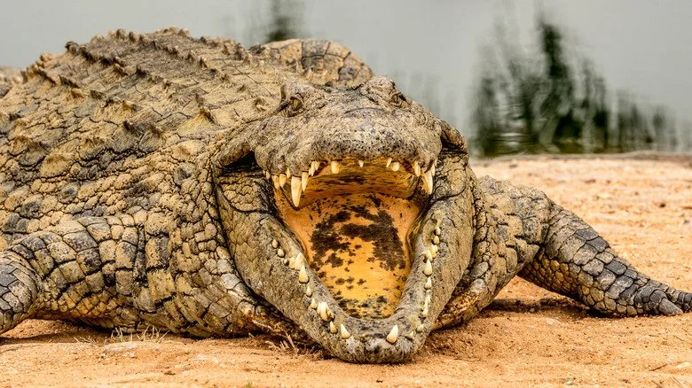 Un crocodile du Nil ouvrant sa bouche