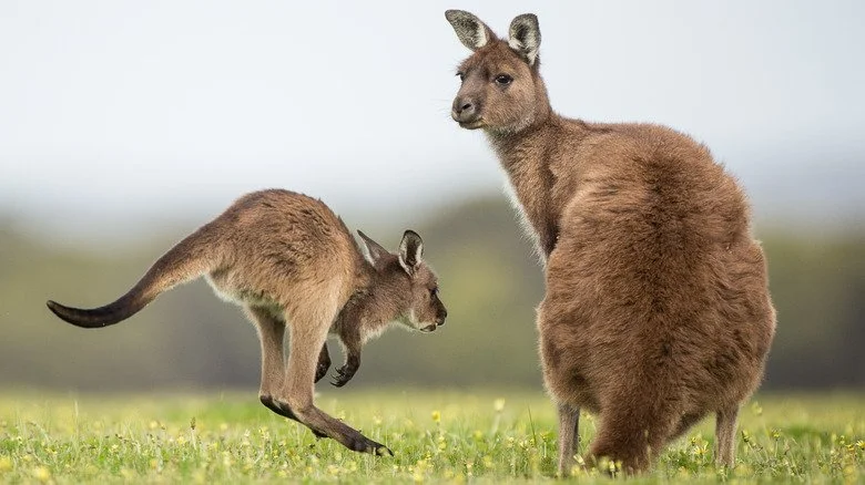 Un bébé kangourou et sa mère