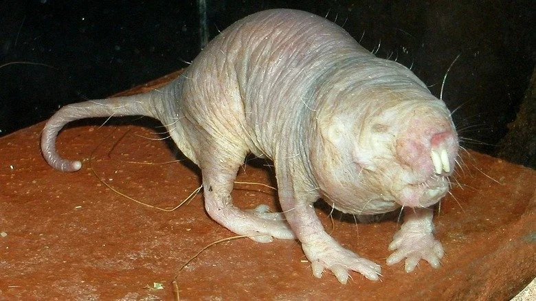 rat-taupe nu marchant