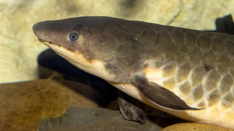 un poisson pulmoné nageant