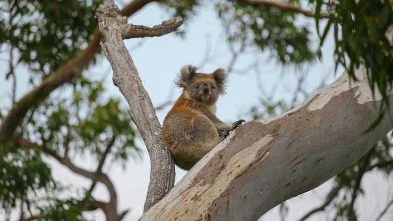 Un koala dans un arbre