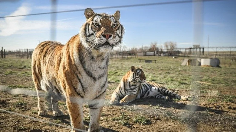 Tigers rescued from Joe Exotic