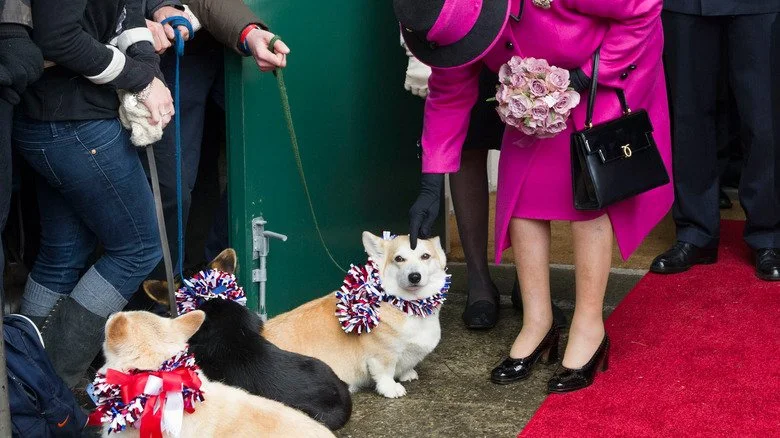 Reine Elizabeth caressant un corgi