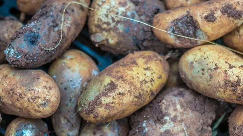 Pommes de terre abîmées