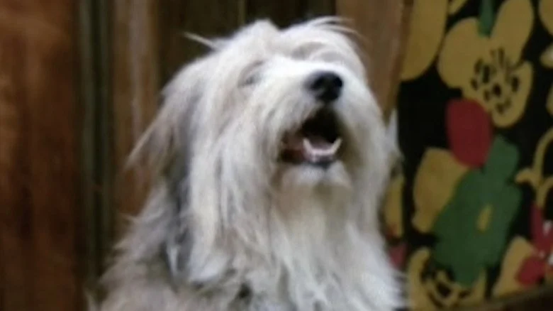 Tiger le chien dans The Brady Bunch
