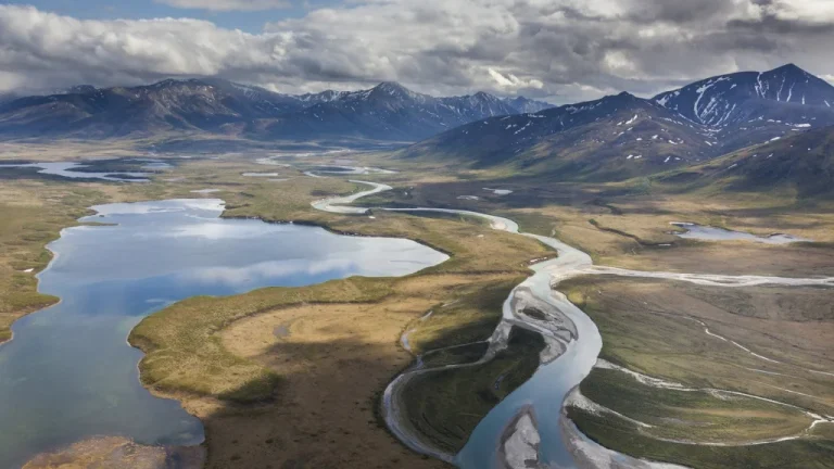 Les lois étranges sur les élan en Alaska : mythe ou réalité ?