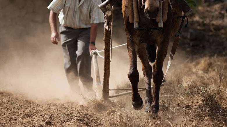 Agriculteur avec un cheval et une charrue