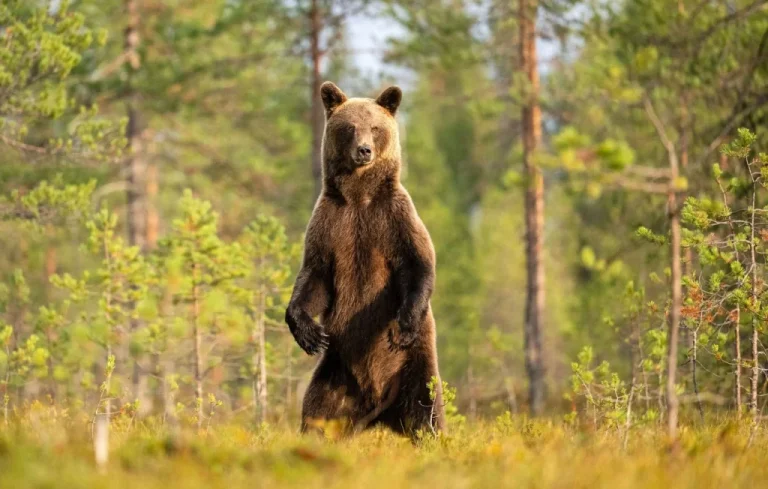 3 faits fascinants sur les ours et leur incroyable force