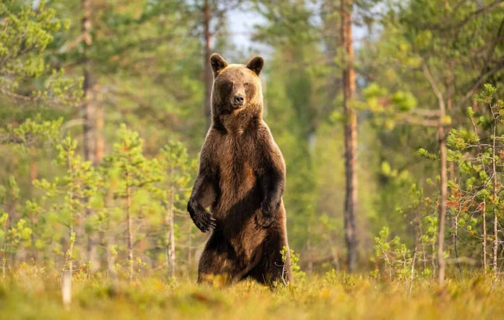 3 faits fascinants sur les ours et leur incroyable force