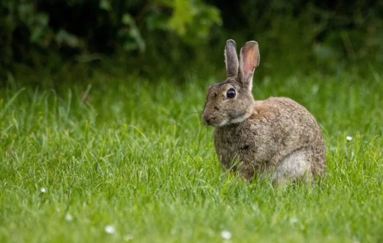 Arrestation d&rsquo;un homme suspecté de maltraitance sur lapins au Japon
