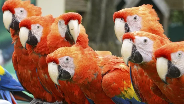 Ces animaux devenus symboles de statut social