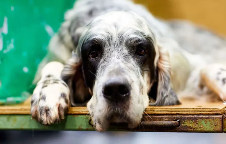 Cruauté animale à Montauban : un chien tué, sa propriétaire interpellée