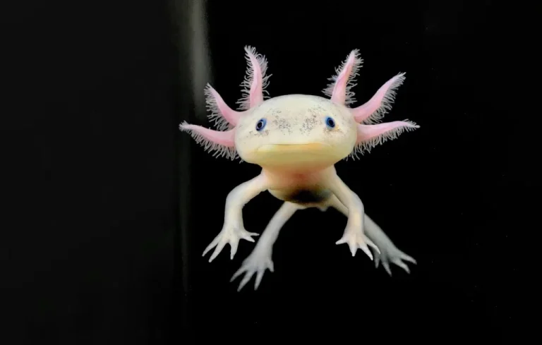 L&rsquo;axolotl : un amphibien fascinant et mystérieux du Mexique