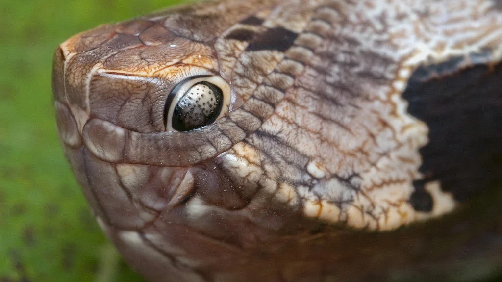 La Vérité Étrange de la Chenille Se déguisant en Serpent