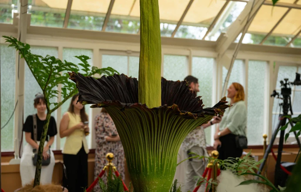 La fleur cadavre fascine Sydney avec sa floraison rare