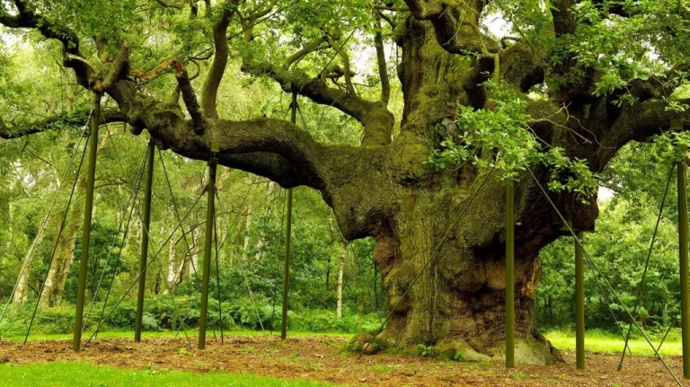 La vérité sur la forêt de Sherwood et Robin des Bois