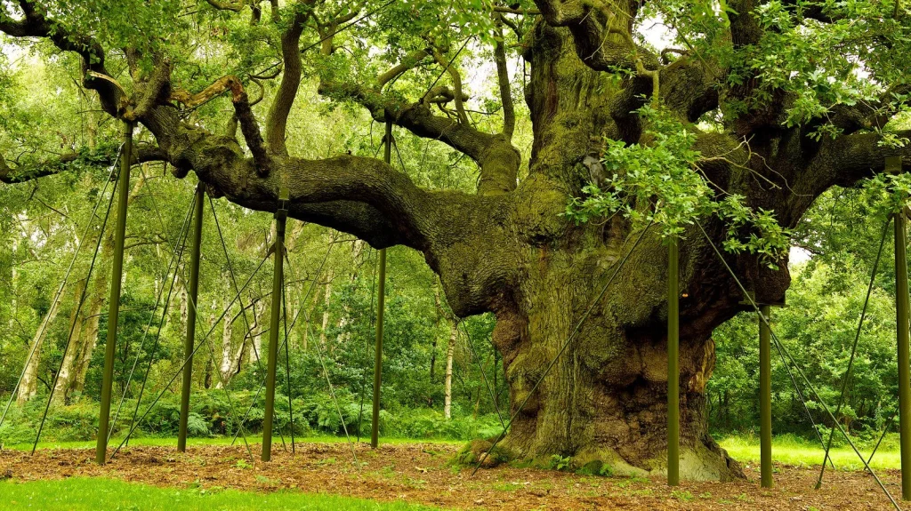 La vérité sur la forêt de Sherwood et Robin des Bois