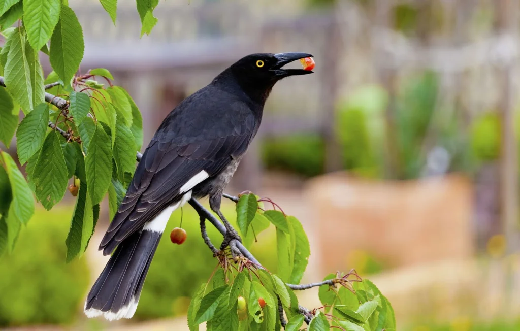 Le grand réveilleur : un oiseau fascinant d'Australie