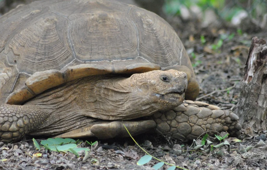 Les Animaux Super Seniors : Secrets de Longévité Étonnants
