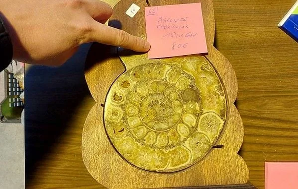 Retraités arrêtés en Alsace avec 200 fossiles : un fait divers incroyable