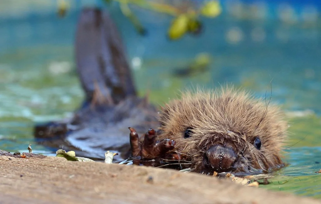 Saône-et-Loire : Agriculteur poursuivi pour destruction de barrage de castors