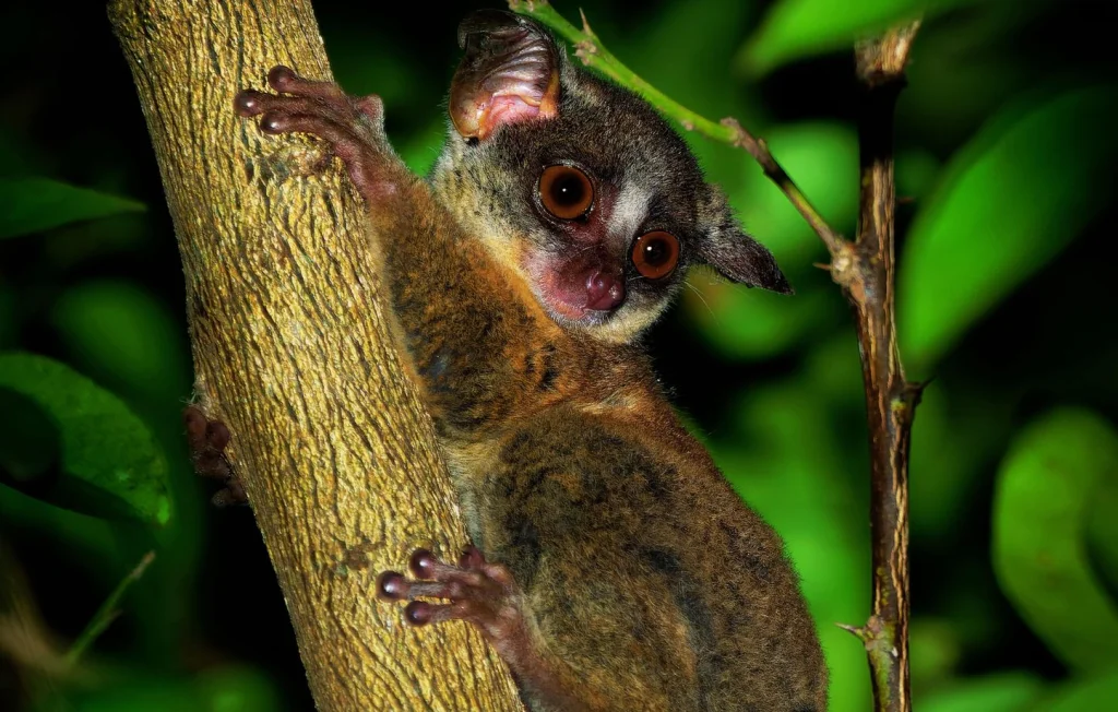 Sylvothérapie : Comment les animaux utilisent les arbres