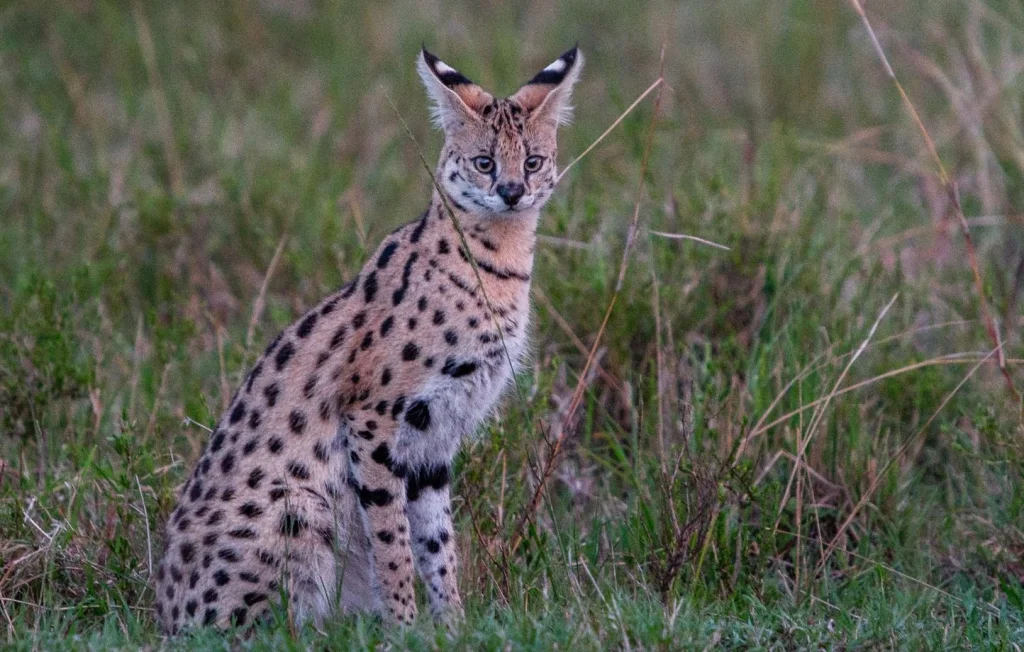 Un félin mystérieux aperçu près de Lyon : Serval ou Savannah ?